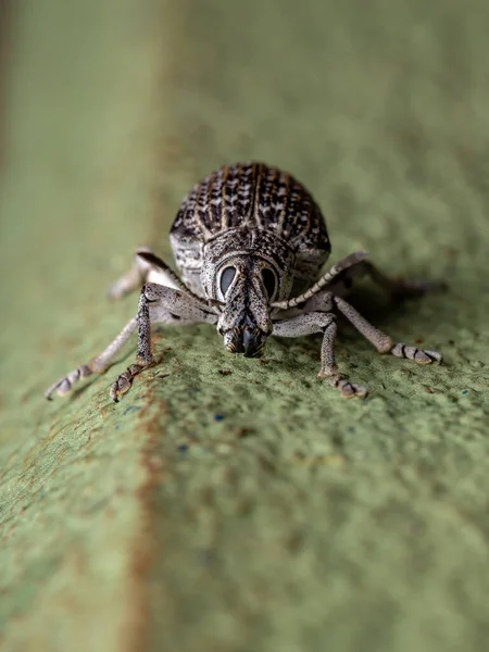 Bred Vävnad Arten Cydianerus Latruncularius Grön Vägg — Stockfoto