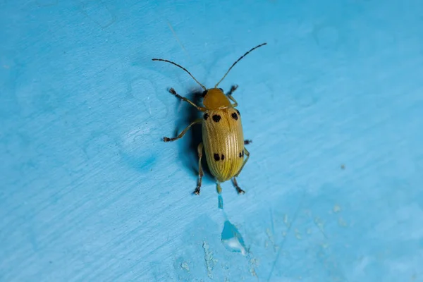 種小名の黄葉甲虫 Metaxyonycha Otsignata — ストック写真