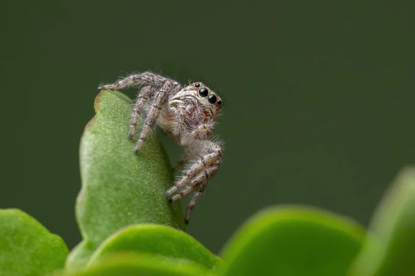 Ausgewachsene Weibliche Springspinne Der Art Megafreya Sutrix Auf Einer Flaming — Stockfoto