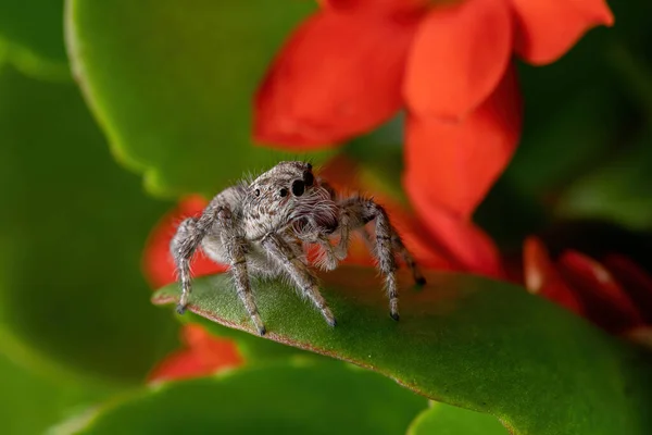 Adult Female Jumping Spider Species Megafreya Sutrix Flaming Katy Plant — Stock Photo, Image