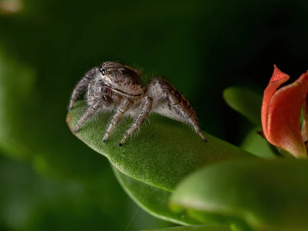 Ausgewachsene Weibliche Springspinne Der Art Megafreya Sutrix Auf Einer Flaming — Stockfoto