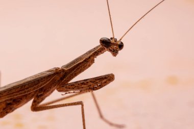 Musoniella cinsinden yetişkin erkek Thespid Mantis.