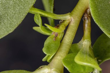 Toxoptera citricida türünün kahverengi yaprak biti Portekiz oleracea türünün yaygın Purslane bitkisini yer.