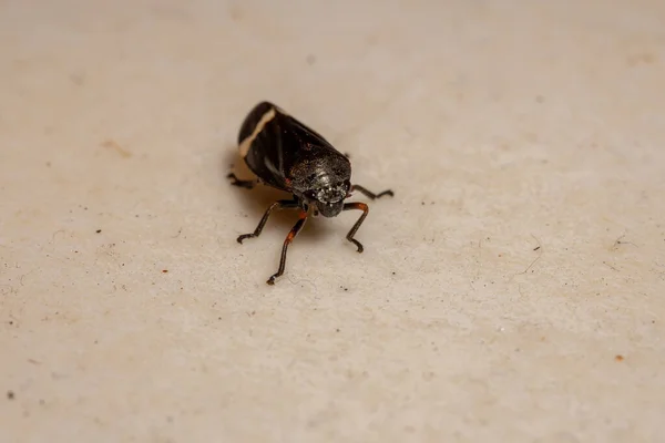 Froghopper Adulto Espécie Notozulia Entreriana — Fotografia de Stock