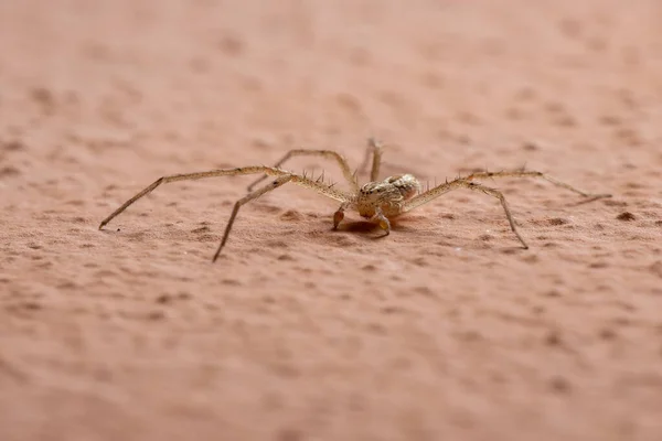 Samec Dospělý Běžící Krabí Pavouk Čeledi Philodromidae Zdi — Stock fotografie