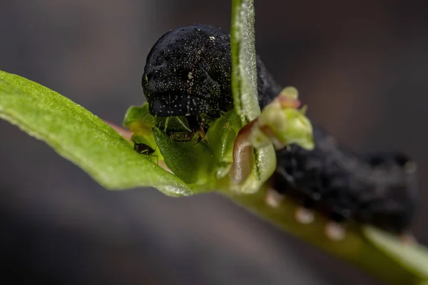 Oruga Especie Spodoptera Cosmioides Comiendo Planta Common Purslane Especie Portulaca —  Fotos de Stock