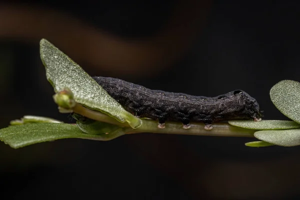 Chenille Espèce Spodoptera Cosmioides Mangeant Pourpier Commun Espèce Portulaca Oleracea — Photo