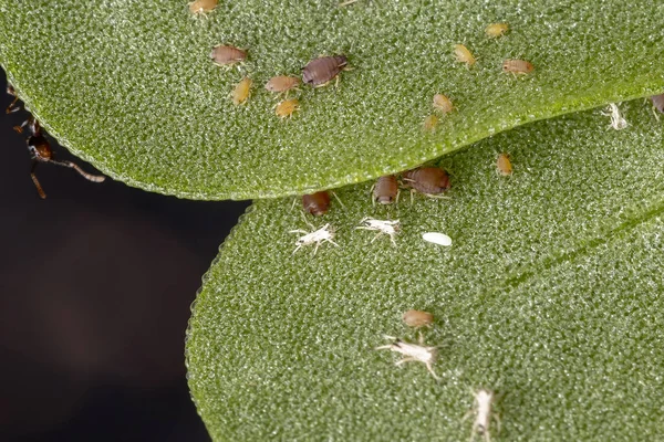 Braune Zitrusblattläuse Der Art Toxoptera Citricida Fressen Die Pflanze Portulaca — Stockfoto