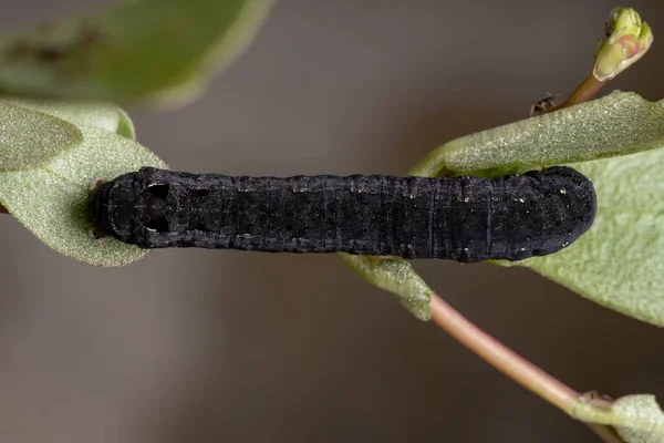 食扁桃体科常见紫杉木属植物的线虫科昆虫的毛虫 — 图库照片