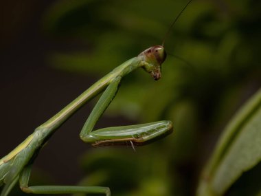 Oxyopsis cinsinden Küçük Mantid Nymph