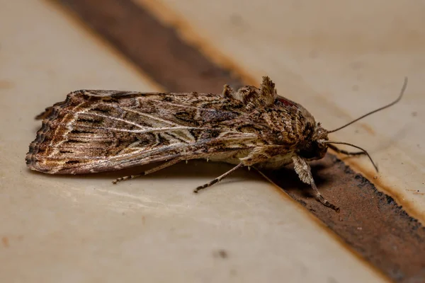 Armyworm Adulto Traça Gênero Spodoptera — Fotografia de Stock