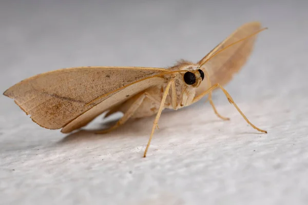 Geometr Dla Dorosłych Moth Podrodzina Ennominae Naśladując Suchy Liść — Zdjęcie stockowe