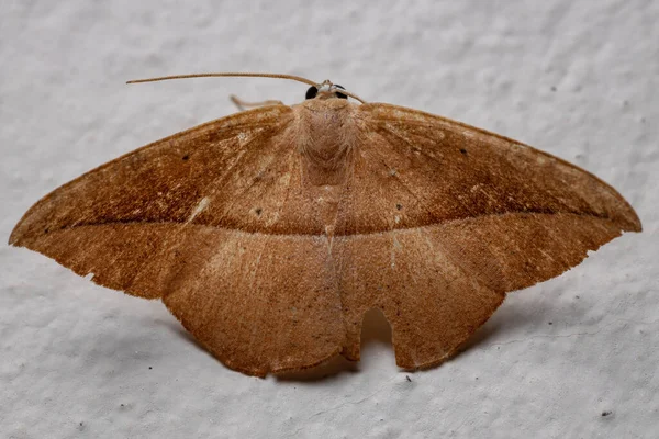 Ενηλίκων Geometer Moth Subfamily Ennominae Μιμείται Ένα Ξηρό Φύλλο — Φωτογραφία Αρχείου