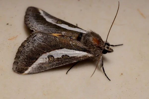 Adult Purslane Moth Species Neotuerta Platensis — Stock Photo, Image