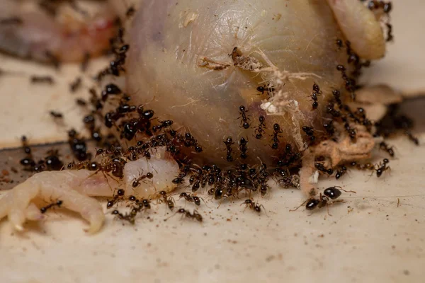 Afrykańskie Mrówki Gatunku Pheidole Megacephala Żerujące Martwym Perching Bird — Zdjęcie stockowe