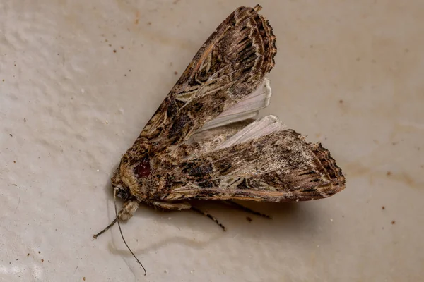 Ενηλίκων Armyworm Moth Genus Spodoptera — Φωτογραφία Αρχείου