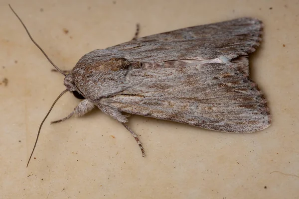 Moth Dla Dorosłych Robaków Rodzaju Spodoptera — Zdjęcie stockowe