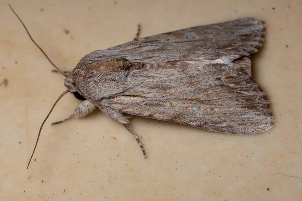 Polilla Del Género Spodoptera Del Gusano Del Brazo Adulto — Foto de Stock