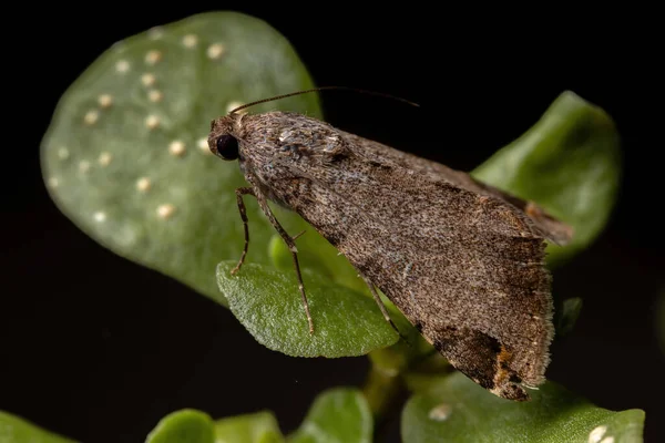 成虫グラフィック オウレット蛾種ポルトゥラカ オレラセア Portulaca Oleracea の共通プルスレーンにおけるメリポティス属 — ストック写真