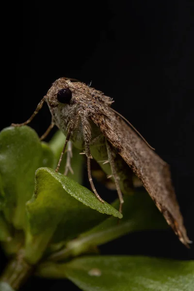 一种常见的菩提树下的成年图形猫头鹰蛾基因Melipotis Portulaca Oleracea — 图库照片