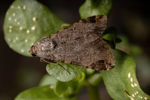 올빼미 Moth Genus Melipotis Common Purslane Opf Portulaca Oleracea — 스톡 사진