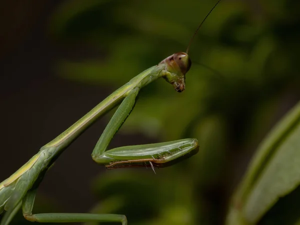 Pequena Ninfa Mantida Gênero Oxyopsis — Fotografia de Stock