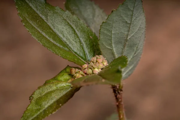 Blüte Einer Asthmapflanze Der Art Euphorbia Hirta — Stockfoto