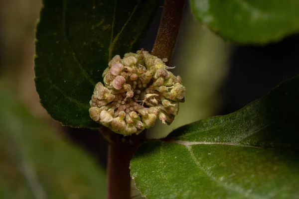 Цветок Растения Астмы Вида Euphorbia Hirta — стоковое фото