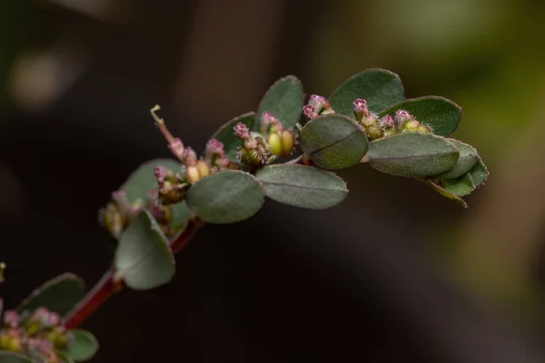 Bloemen Vruchten Van Zandstrooiselplant Van Soort Euphorbia Prostrata — Stockfoto