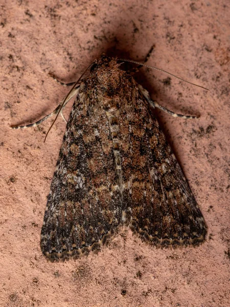 Adult Brown Moth Genus Condica Wall — Stock Photo, Image