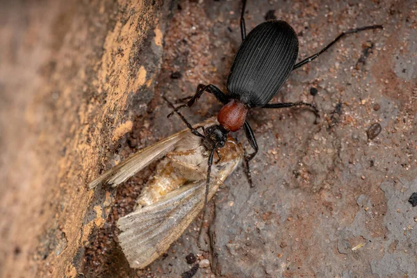 Ενήλικος Ψεύτικος Bombardier Beetle Του Genus Galerita Κυνηγά Ένα Σκώρο — Φωτογραφία Αρχείου