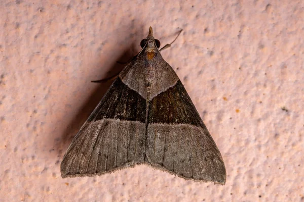 Dospělý Hypenínový Čenich Moth Podčeledi Hypeninae — Stock fotografie