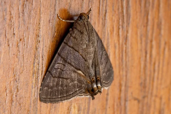 Polilla Adulta Bajo Ala Tribu Eulepidotini — Foto de Stock