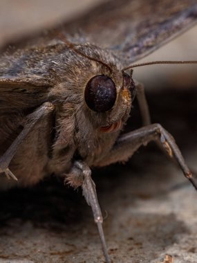 Ascalapha odorata türünün kara cadı güvesi.