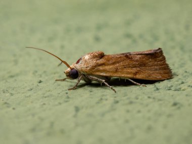 Small Yellow Moth of the Tribe Acontiini clipart