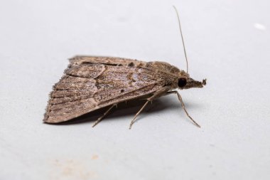 Herminiinae alt ailesinin yetişkin güvesi.