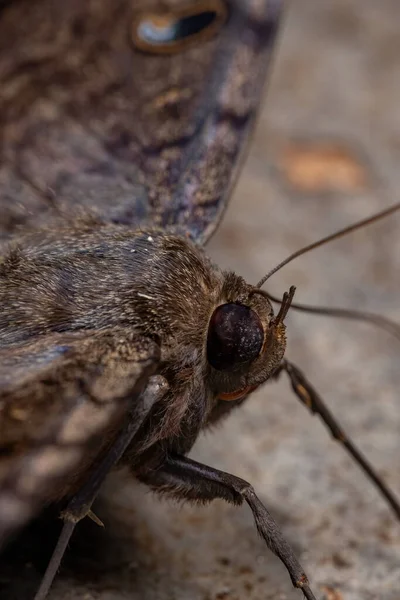 Falena Strega Nera Della Specie Ascalapha Odorata — Foto Stock