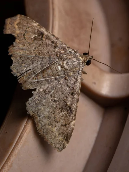 Polilla Adulta Familia Erebidae — Foto de Stock