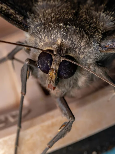 Black Witch Moth Species Ascalapha Odorata — Stock Photo, Image