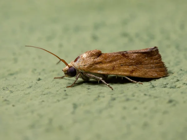 Piccola Falena Gialla Della Tribù Acontiini — Foto Stock