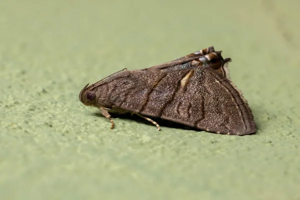 Adult Underwing Moth Tribe Eulepidotini — Stock Photo, Image