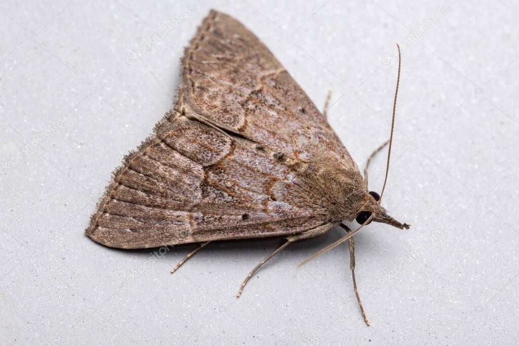 Adult Litter Moth of the Subfamily Herminiinae