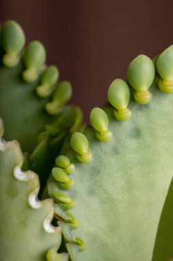 Kalanchoe laetivirens türünün çökmüş bitkisinin yaprakları.