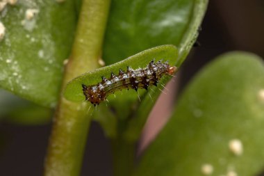 Lepidopteranın tırtılları Portekiz oleracea türünün yaygın bir Purslane bitkisini yiyorlar.