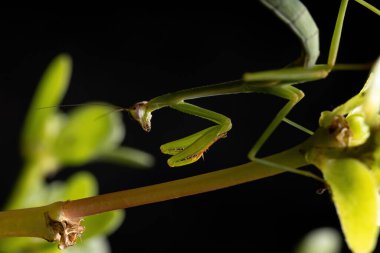 Oxyopsis cinsinden Küçük Mantid Nymph