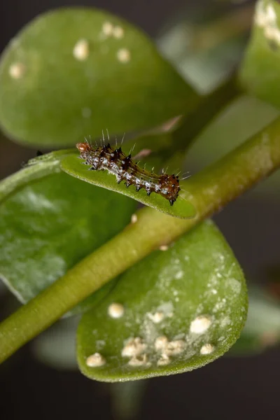 Oruga Del Orden Lepidópteros Comiendo Una Planta Verdolaga Común Especie —  Fotos de Stock
