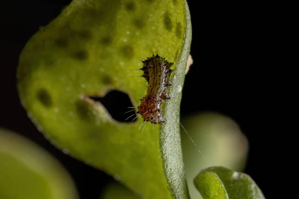 Lepidoptera Rendbe Tartozó Hernyó Amely Portulaca Oleracea Fajhoz Tartozó Közönséges — Stock Fotó