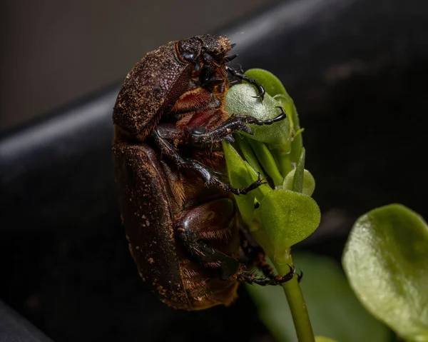 Adult Brown Scarab Family Scarabaeidae — Stock Photo, Image