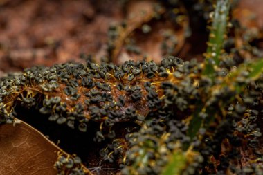Türün çok başlı sümüksü sporcusu Physarum polycephalum yerdeki kuru yapraklara saçılmış.