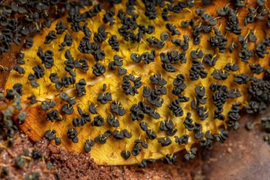 Türün çok başlı sümüksü sporcusu Physarum polycephalum yerdeki kuru yapraklara saçılmış.